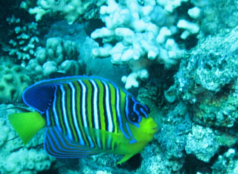 Royal Angelfish